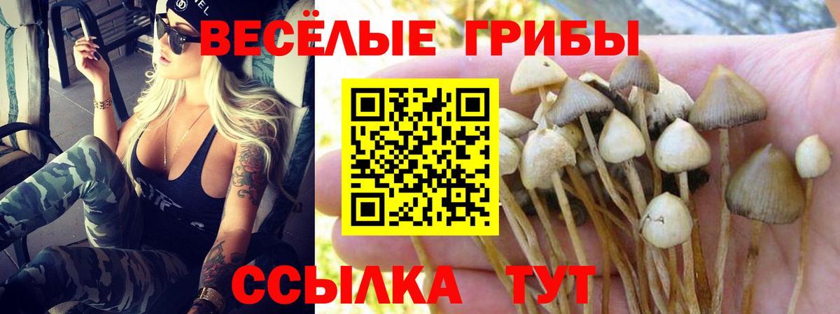 Сердобск  Псилоцибиновые грибы Psilocybe  Вход с VPN 